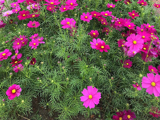 高密市庭院鲜花|宾馆植物摆设租赁